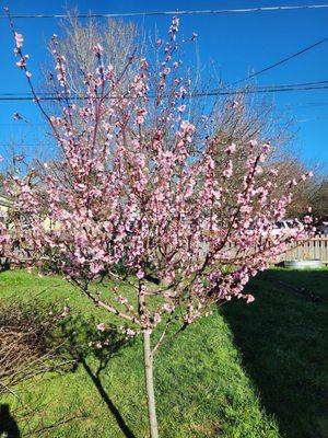 Catalyst Arborist Services