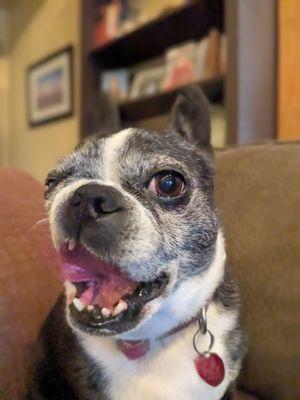 Yvonne's Pet Sitting Service