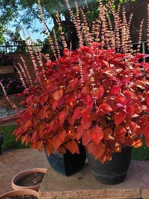 Amy's Gardening Service