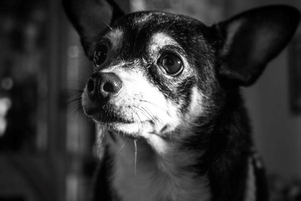 Dream Scene Photography