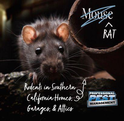 Professional Pest Management