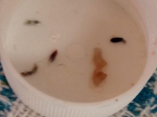 What are we dealing with here, help stuck in new Zealand very ill