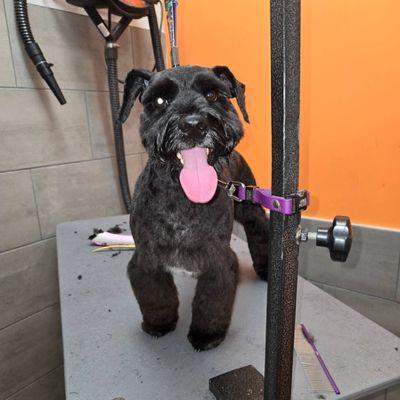 petbar Boutique - Oak Forest