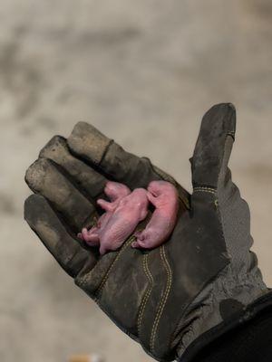 Storti’s Wildlife Control