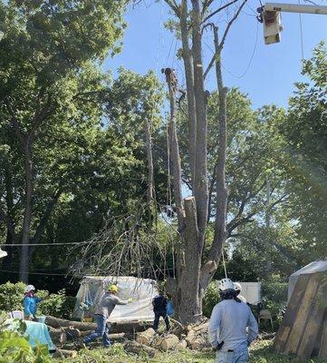 Gilbert's Stump Grinding and Landscaping