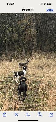 Southern Missouri Shorthairs
