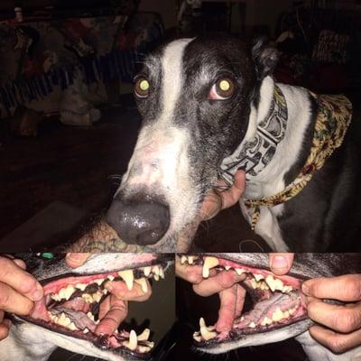 Willowdale Veterinary Center