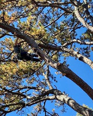 Economy Lake Tree Service