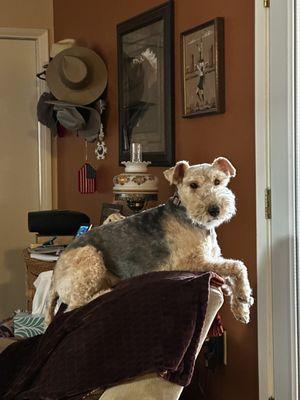 Welsh Terrier