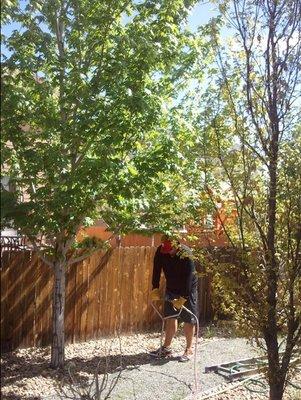 Arborado Tree Care