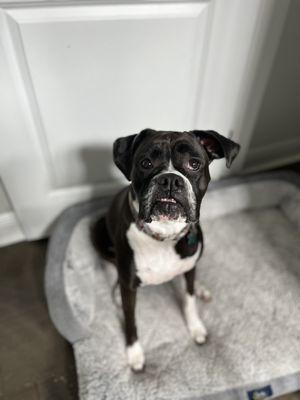 Fur Fins And Feathers