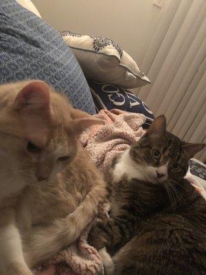 Portage Park Cat Sitter