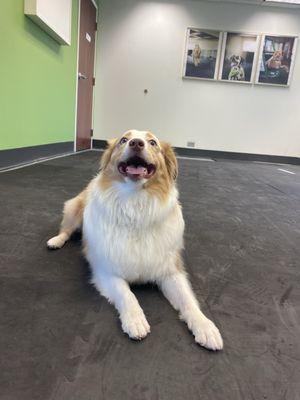 Chasing Trails Dog Enrichment Center