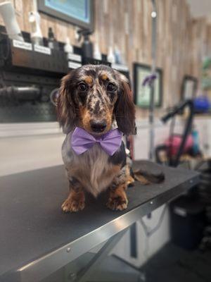 Pet Peeves Companion Animal Behavior & Grooming