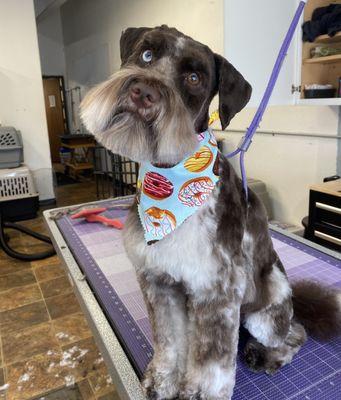 BarkZone- Lake Oswego