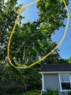 Massive branch over house, taken down without incident or any damage.