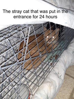 Feral cat that was taken inside in the foyer of the building for 24 hours.