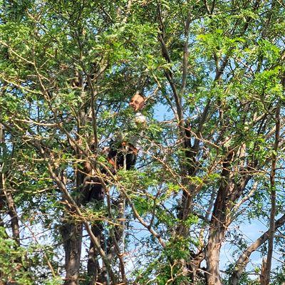 Family Tree & Landscape
