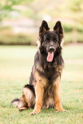 K9 Intuition Dog Training