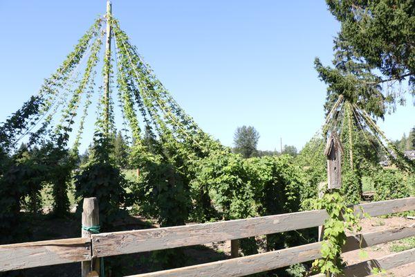 Estate grown hops and beer made on site!