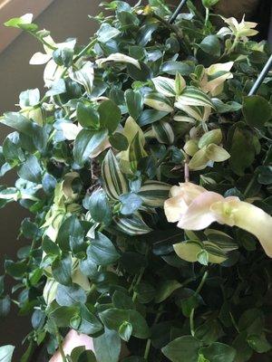 Vanhoff 's Garden Center