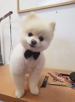 Asian fusion Pomeranian tedy Bear