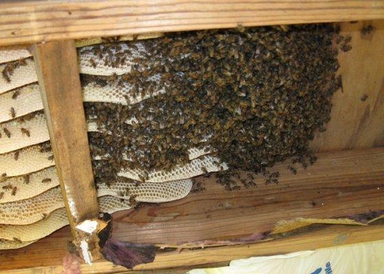 Animal Control Wildlife