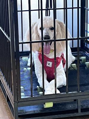 Buttons & Bows Dog Grooming