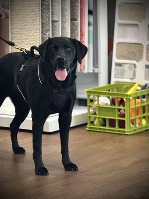 Bay View Flooring and Design Center