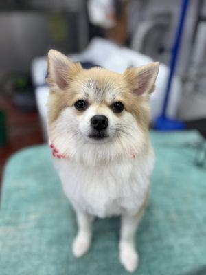 Noah's Pet Hotel & Spa