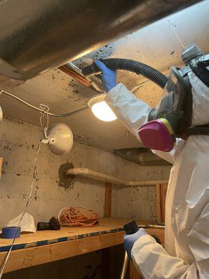 Mold removal