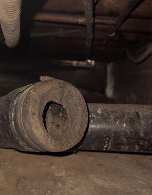 BeeCal Pest Management