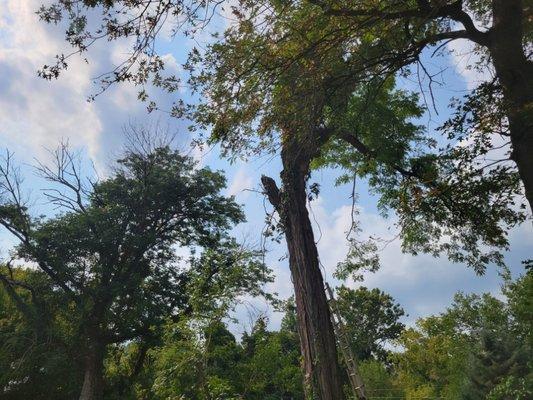 Barrick's Landscaping & Tree Services