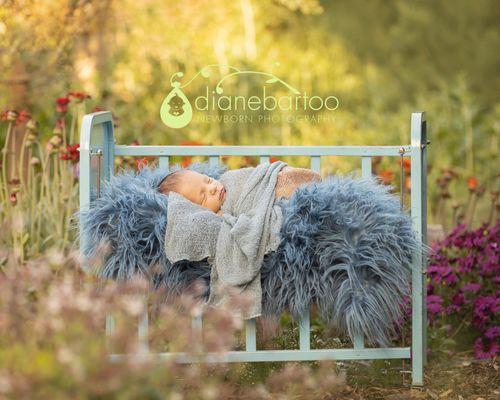 Diane Bartoo Photography