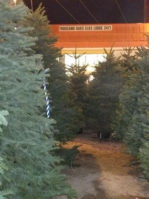 Lots of Christmas Trees here.