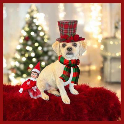 Kaci's Bark at the Moon Dog Grooming