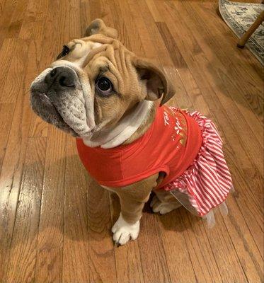 Mulberry Grove Animal Hospital