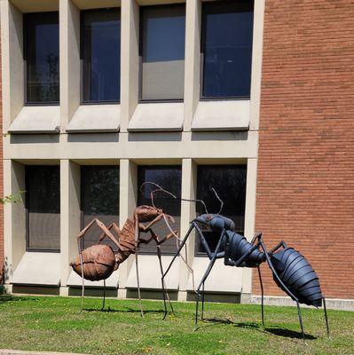 St. Louis Community College Meramec Campus