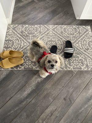 Dos! He's been going to Shannon since 2011