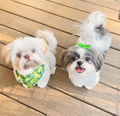 Mission Road Kennels