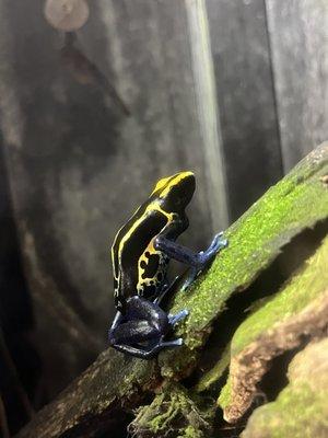 Poison dart frog