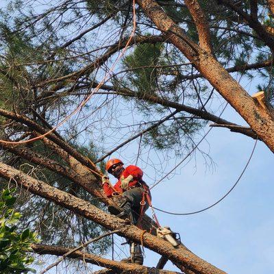 Affordable Tree Experts, Inc