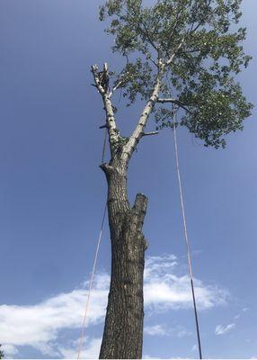 Southtex Fence & Trees