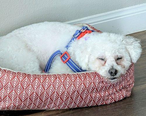 Pawsh Pet Grooming & Daycare