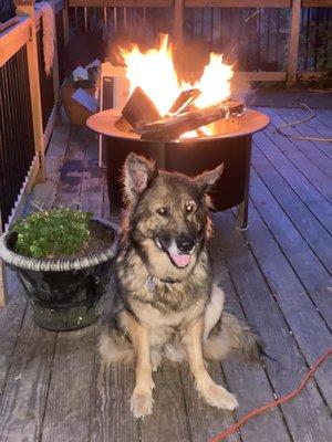 My dog suffering with an ear infection because of Braescroft Animal Clinic.