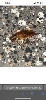 And they still didn't spray