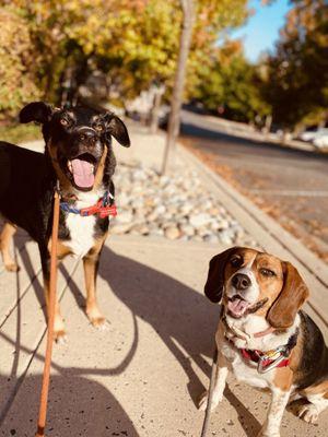 Tail Wagging Dog Services