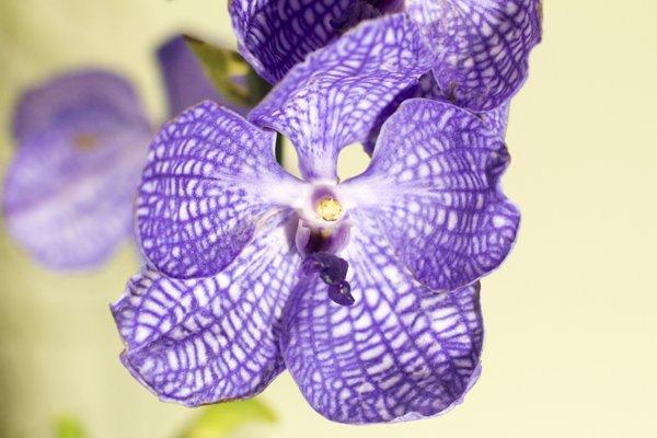 Peach State Orchids Inc