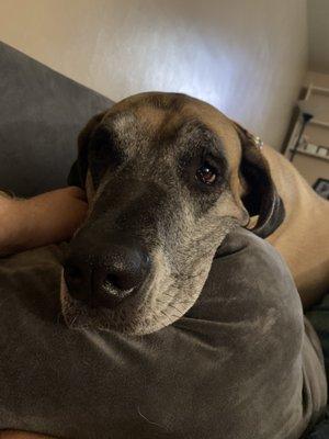 Shayla Dog Babysitting