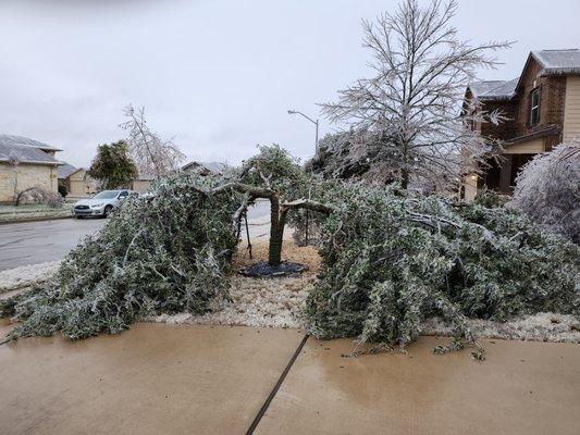 Tree after breaking in horrible ice conditions
